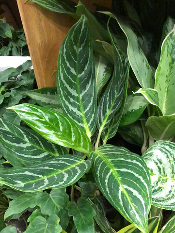 Aglaonema green