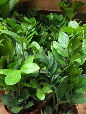 Zamia Cycus ZZ PLANT