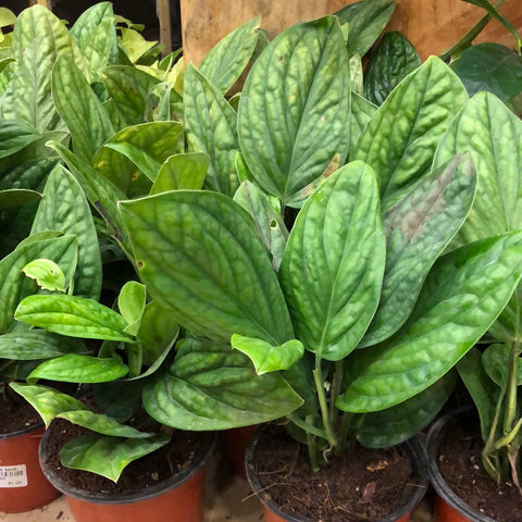 Monstera peru