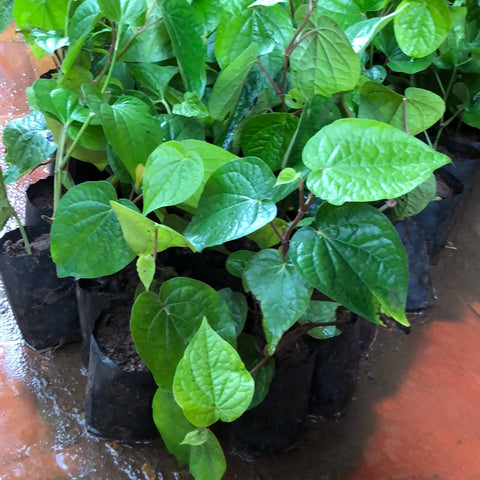 Betel vine