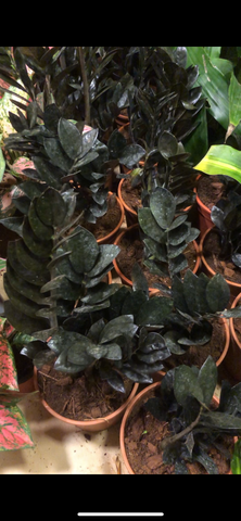 Zamia Cycus ZZ PLANT