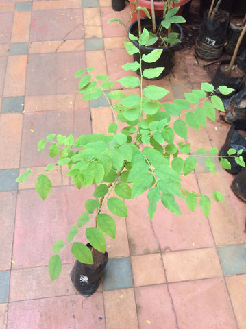 Amla / Ara nellikai / gooseberry