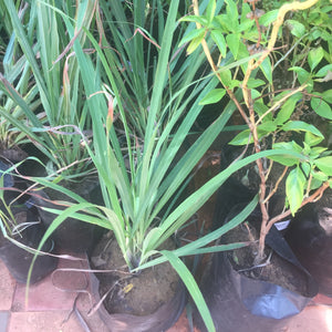 lemon grass