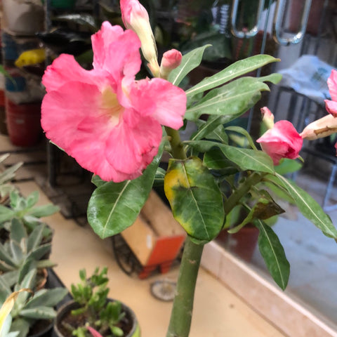 Adenium bonsai