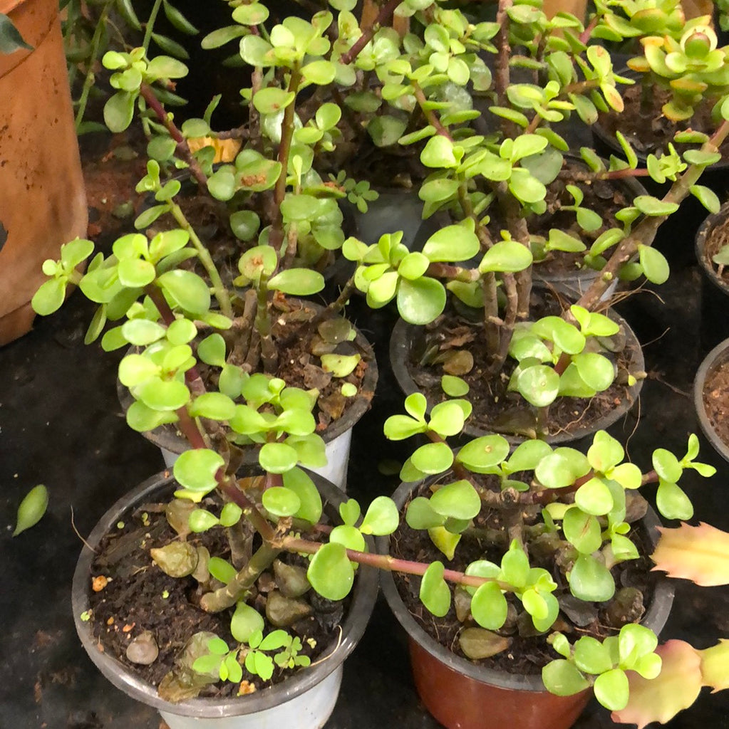 Jade