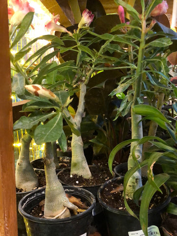 Adenium bonsai