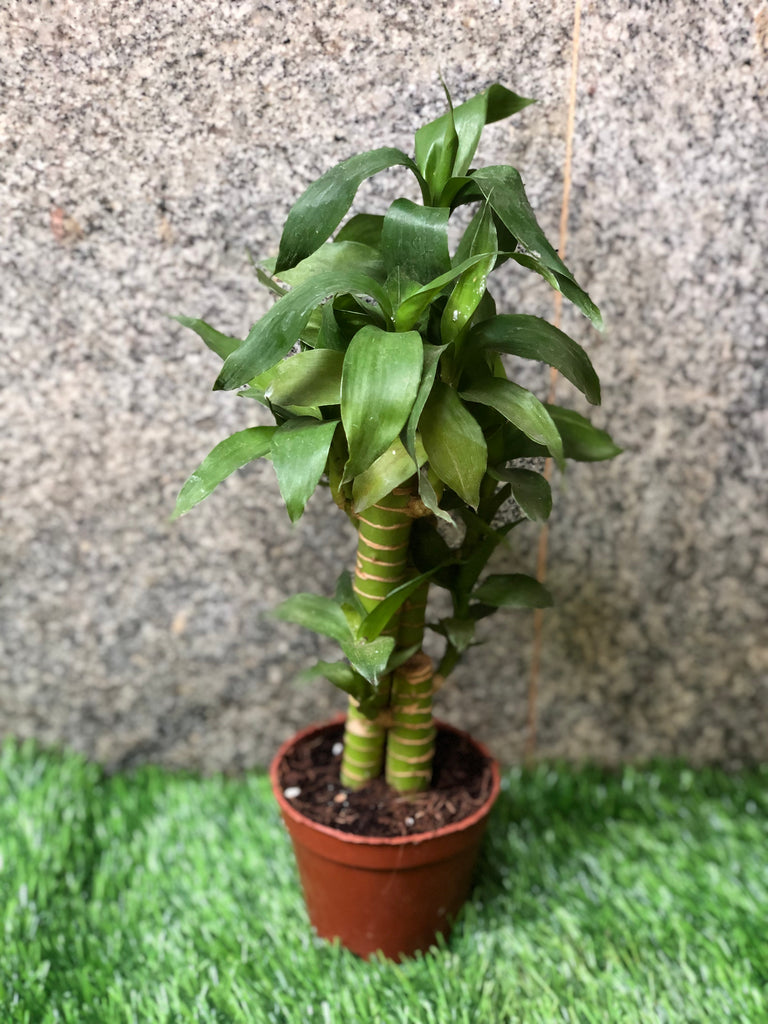 Lotus Bamboo