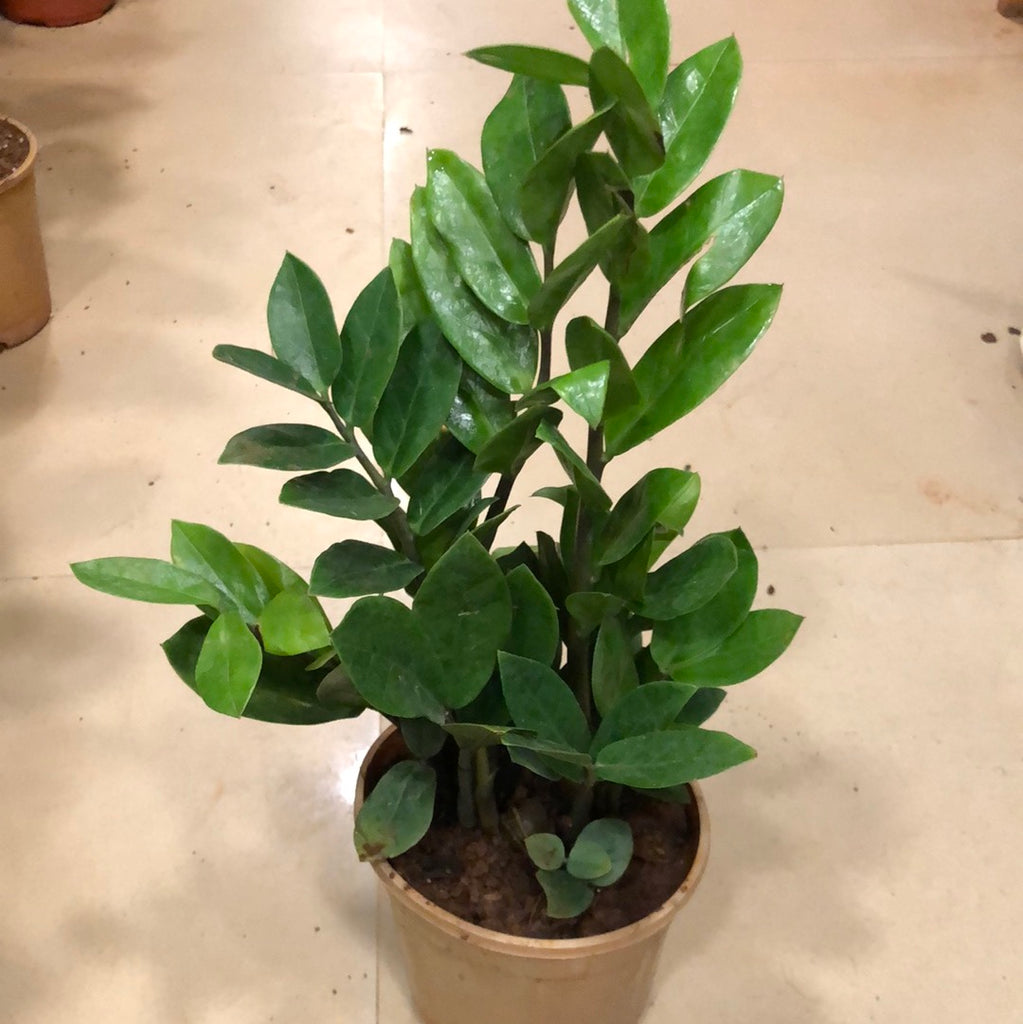 Zamia Cycus ZZ PLANT