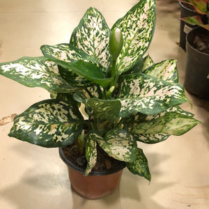 Aglaonema Snow White
