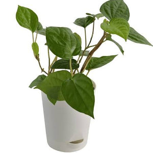 Betel vine
