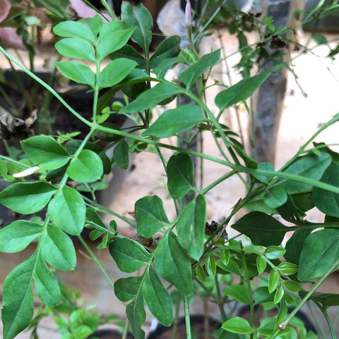 Jathi Malli
