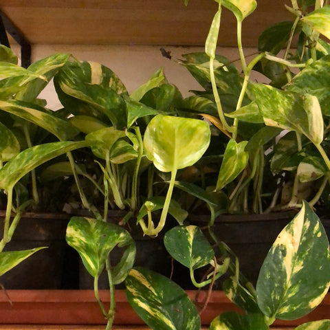 MONEY PLANT - GREEN