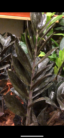 Zamia Cycus ZZ PLANT