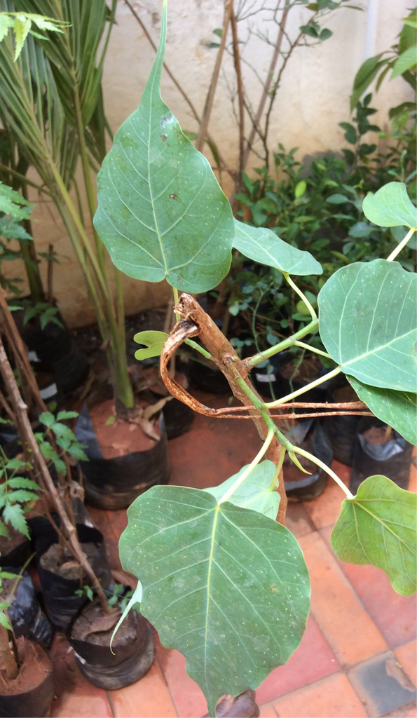 Peepal tree / Arasamaram