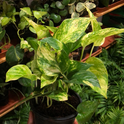 MONEY PLANT - GREEN