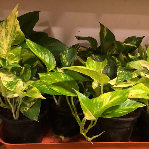 MONEY PLANT - GREEN