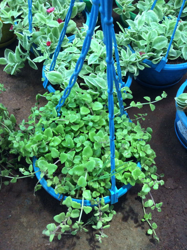 Hanging plant