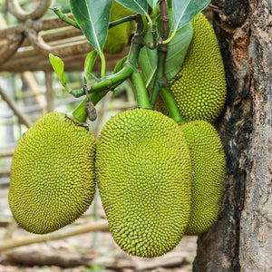jackfruit tree