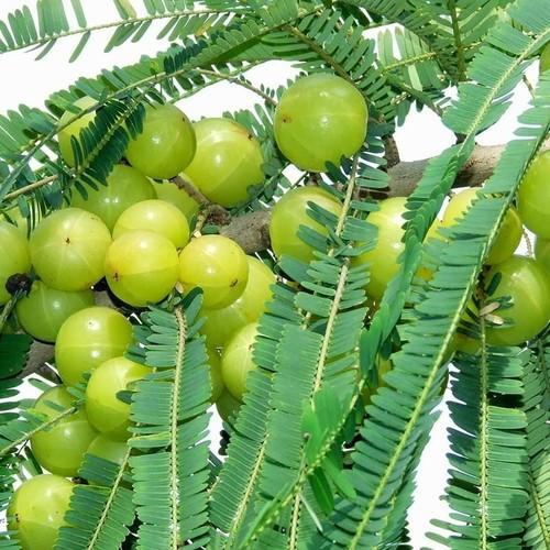 Amla tree / Gooseberry / nellikka