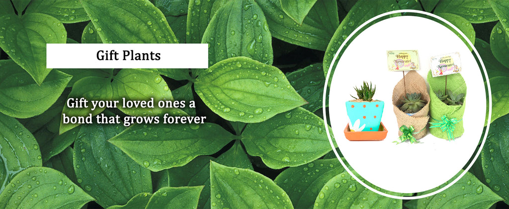 Gift Plants