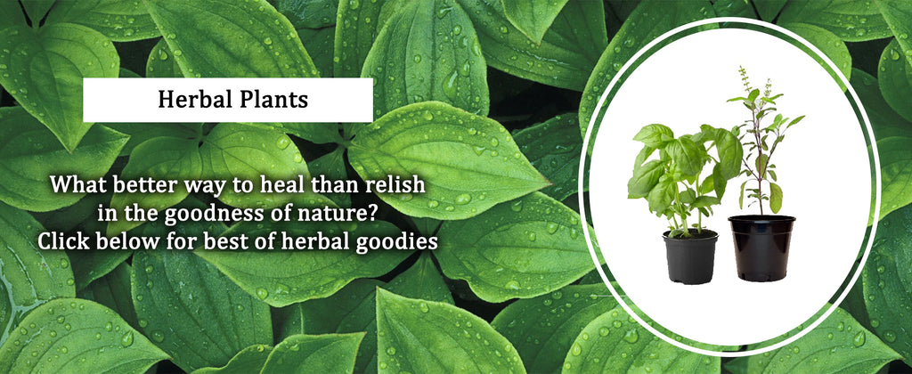 Herbal Plants