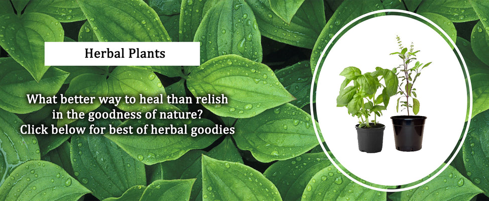 Herbal Plants