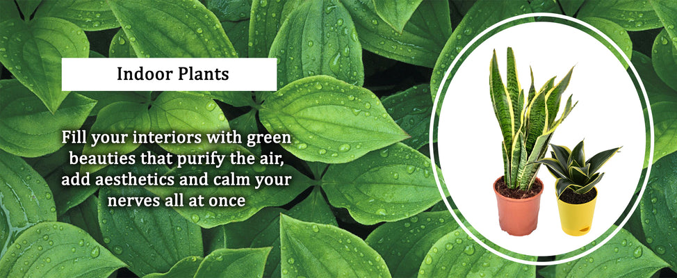Indoor plants