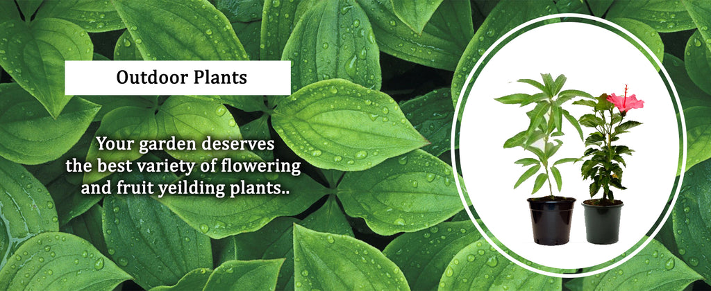 Outdoor Plants