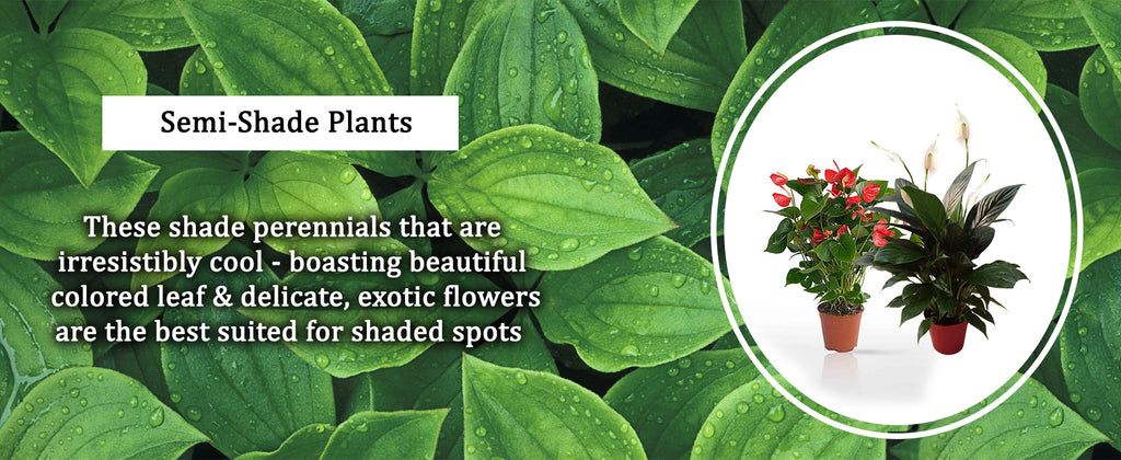 Semi Shade Plants