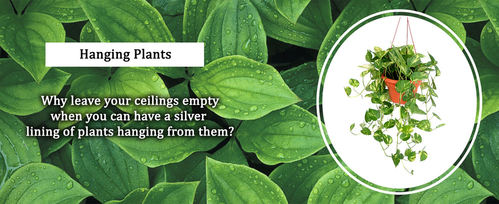 Hanging Plants