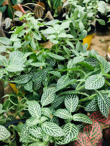 Fittonia mix color