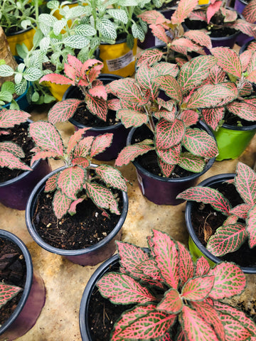 Fittonia mix color