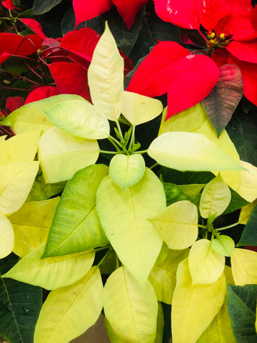 Poinsettia