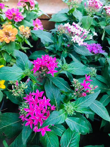 Pentas