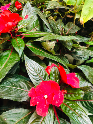 Impatiens Balsam