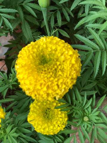 Marigold