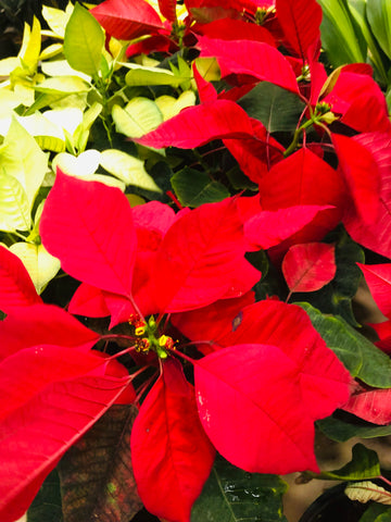 Poinsettia