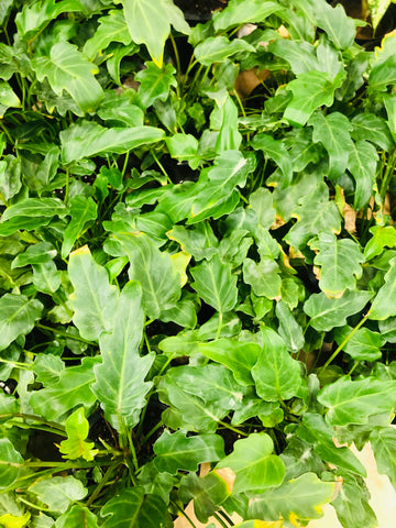 philodendron dwarf
