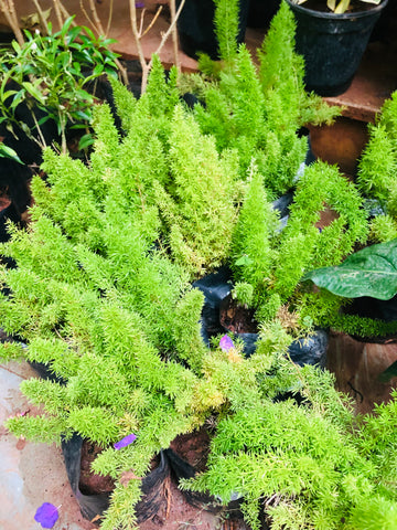 Asparagus meyeri