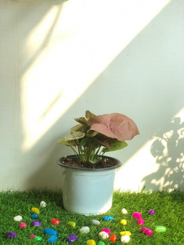 Syngonium Pink