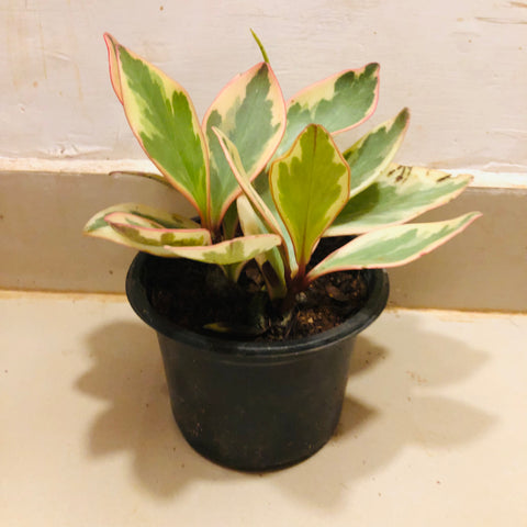 Peperomia Variegated