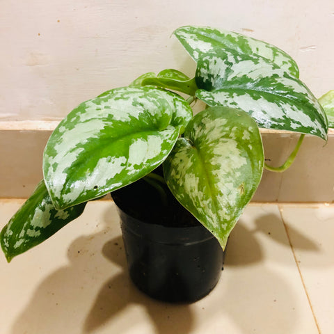 Silver Pothos