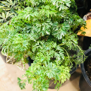 Arelia Bush