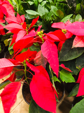 Poinsettia
