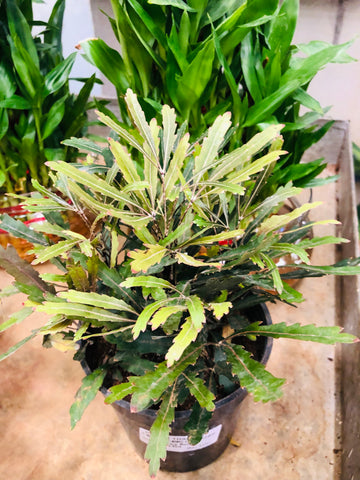 Aralia black