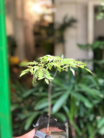 Curry leaves / Kaṟivēppilai