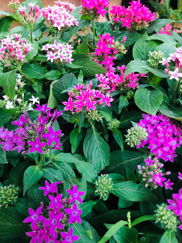 Pentas
