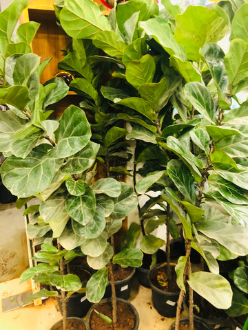 Fiddle fig