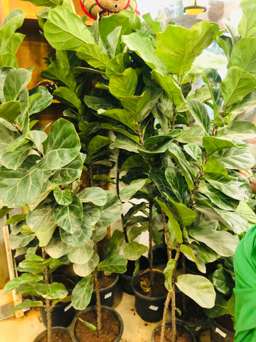 Fiddle fig