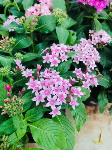 Pentas